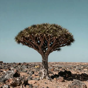 Socotra Island Essentials